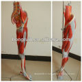ISO Deluxe Анатомическая модель мышц ног с главными сосудами и нервами